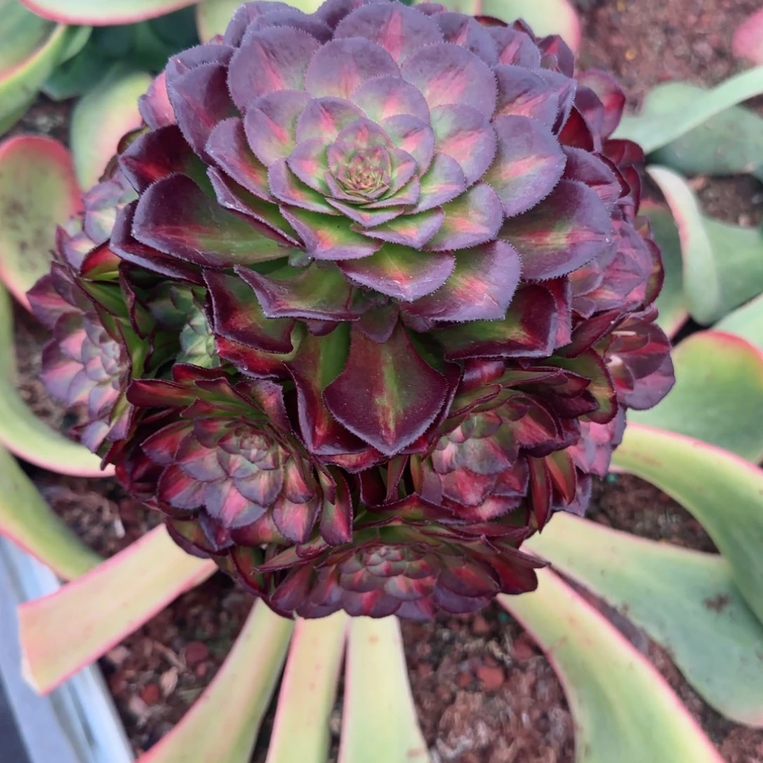 咿**哟海王七彩直接发货