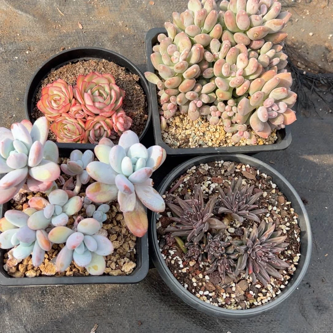 特价福利不售后 4特多肉