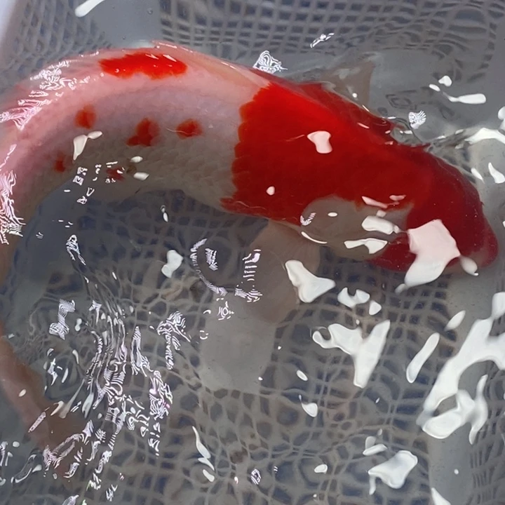 锦鲤冷水锦鲤包邮