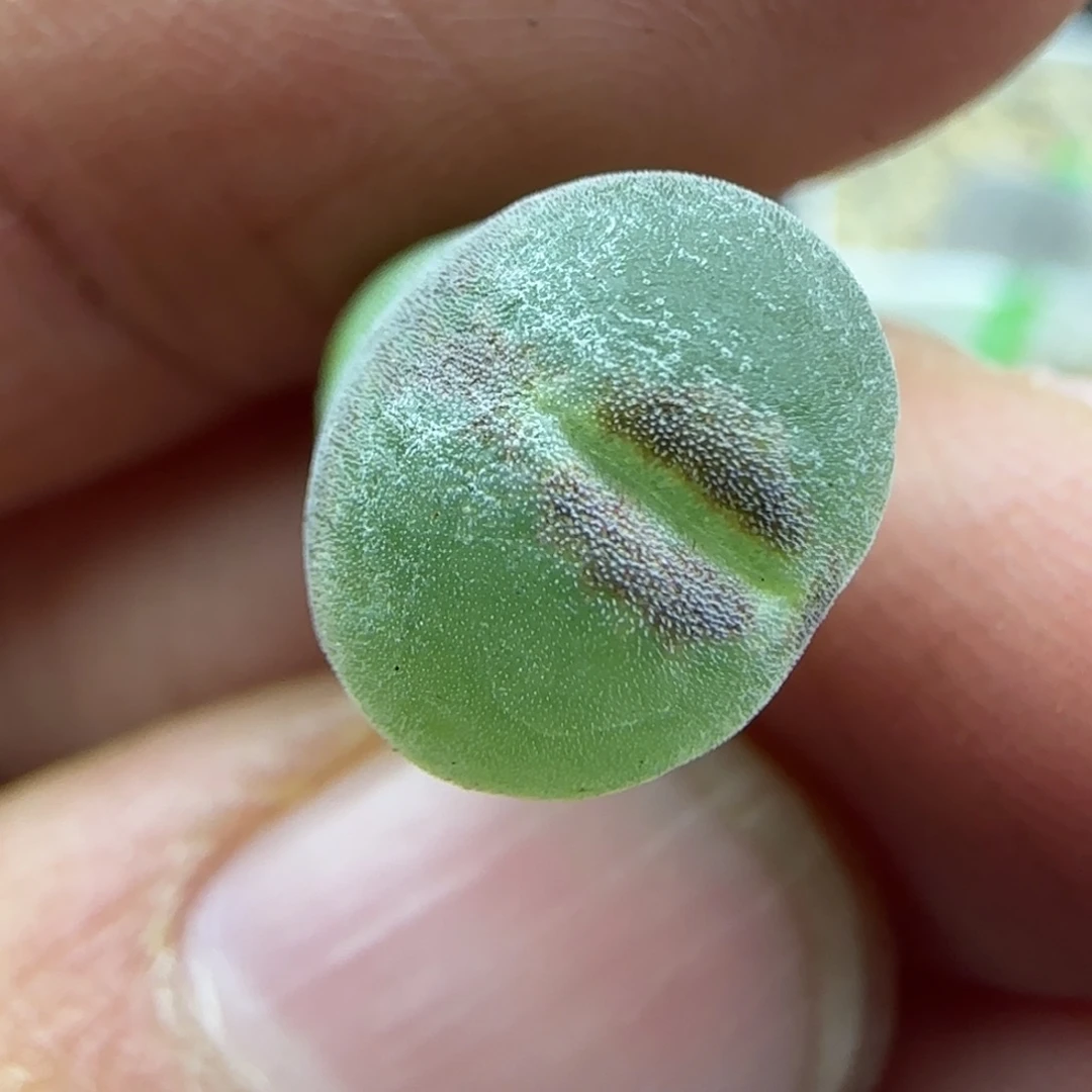 546 清框福利30包邮
