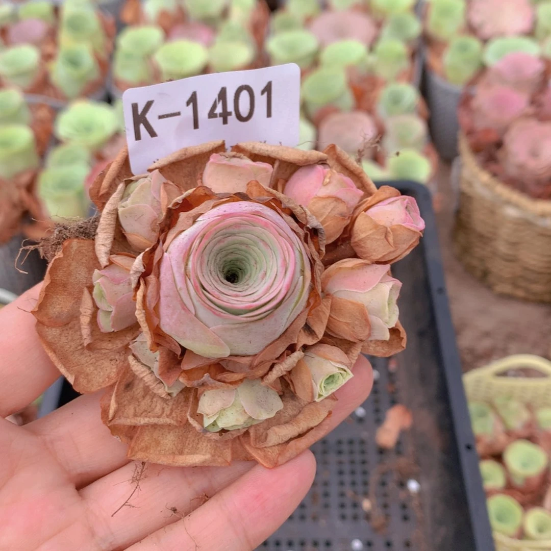 1401掉侧芽不售后g g vv