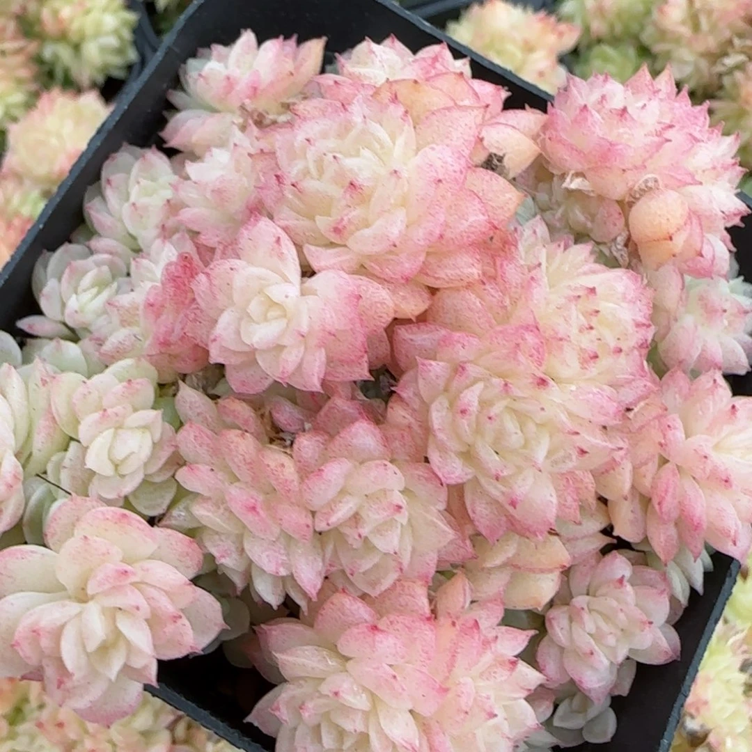 花语逸境0216-414散