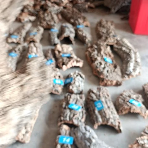 一物一拍一物一发