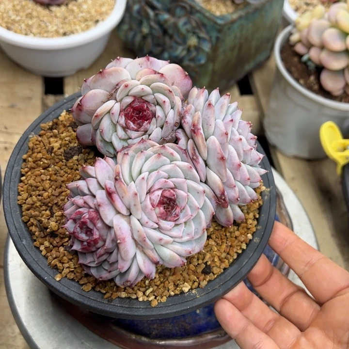 天鹅绒 群生 夏鸣园艺