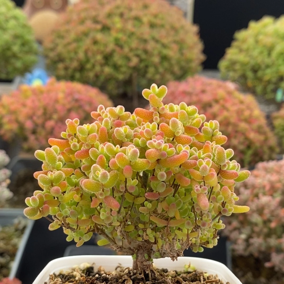 蜜橘糖球3445枝干番杏