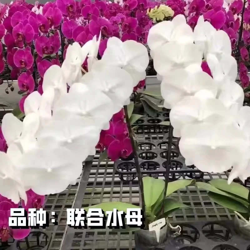 新品联合水母3.0寸苗壮苗蝴蝶兰苗好养活大白花网红蝴蝶兰盆栽