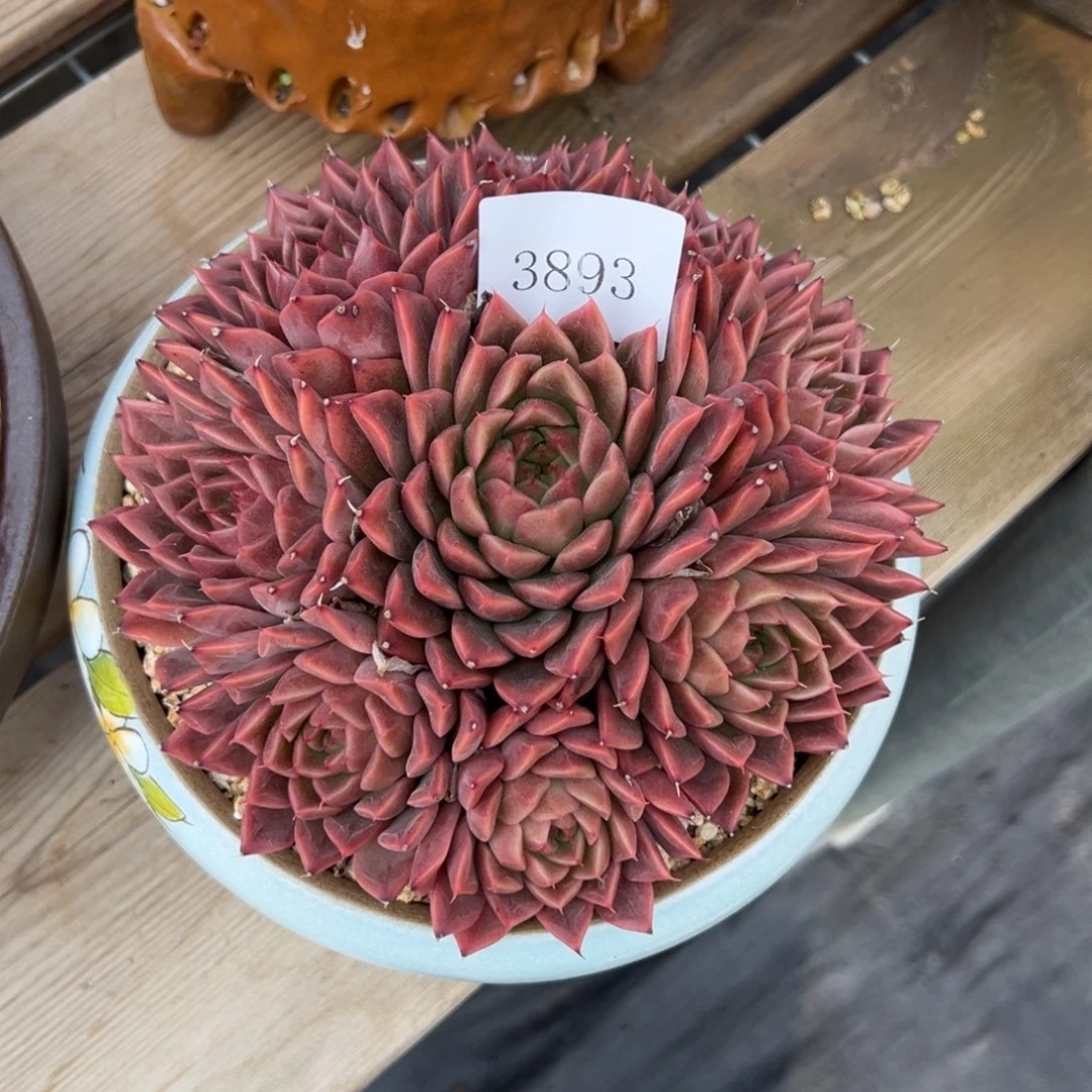 稻**…3893多肉多多多多多多多多