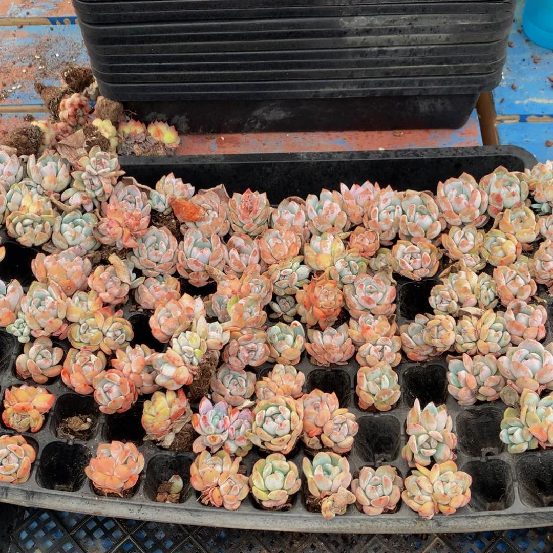 橙子小的60个嗯嗯嗯嗯好喜欢