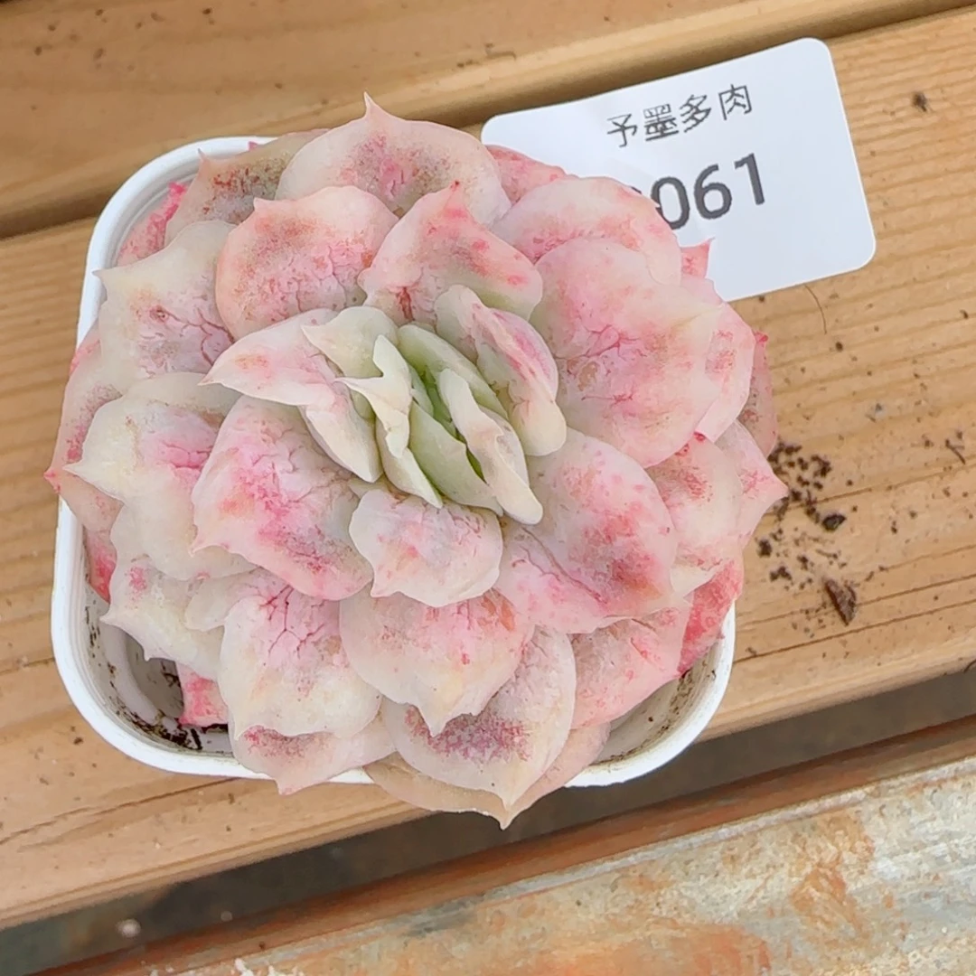 泡泡纱裙，8061多肉植物