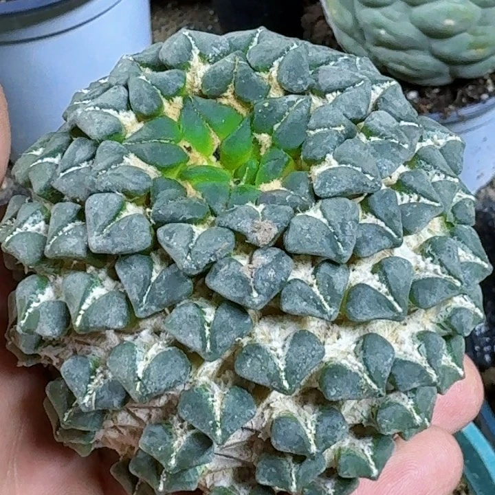 无花朵福利苗接大尤红花馒头姬046