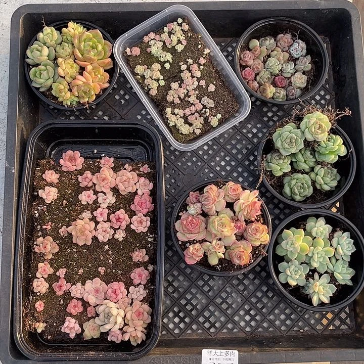 霂****4糕大上多肉植物367