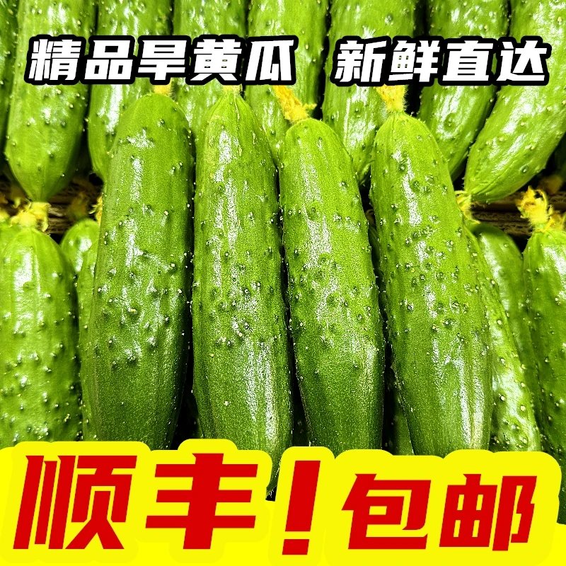 顺丰快递东北旱黄瓜新鲜水果黄瓜农家小青瓜产地直发洋黄瓜采摘