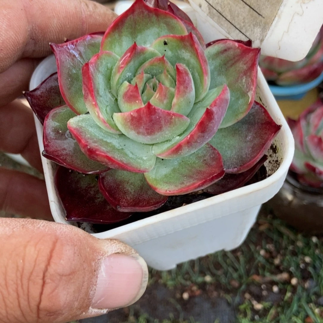 惊鸿一瞥621号多肉植物