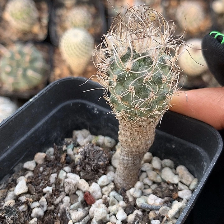 396 实生迷你牧师2.2厘米