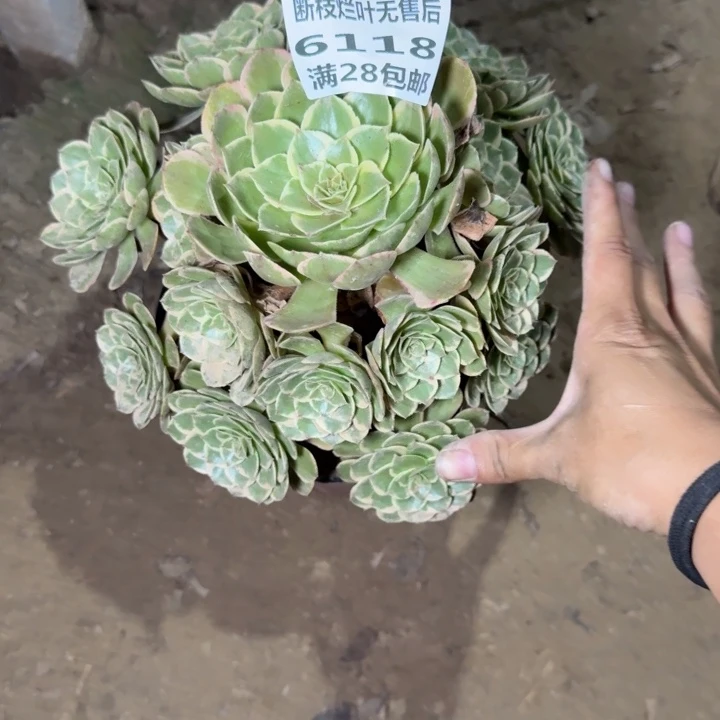 水***花6118二号棚粉花妖A