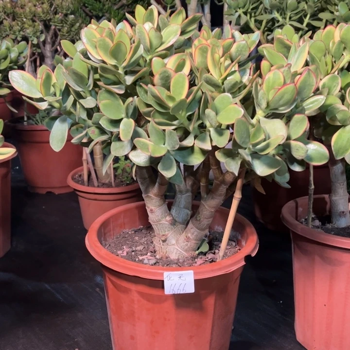 化***無大颗新花月锦带小土球发货不退不换