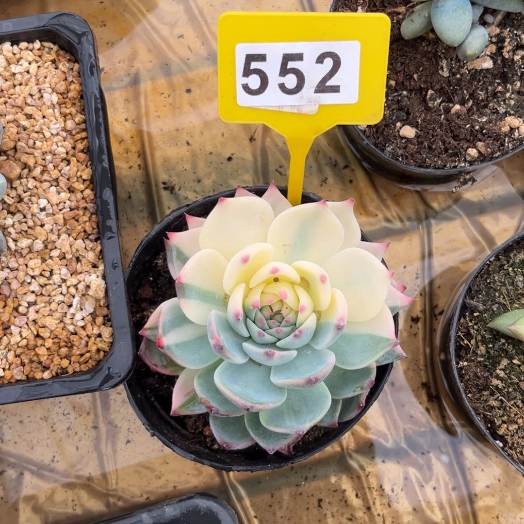 多肉植物吉娃娃锦552