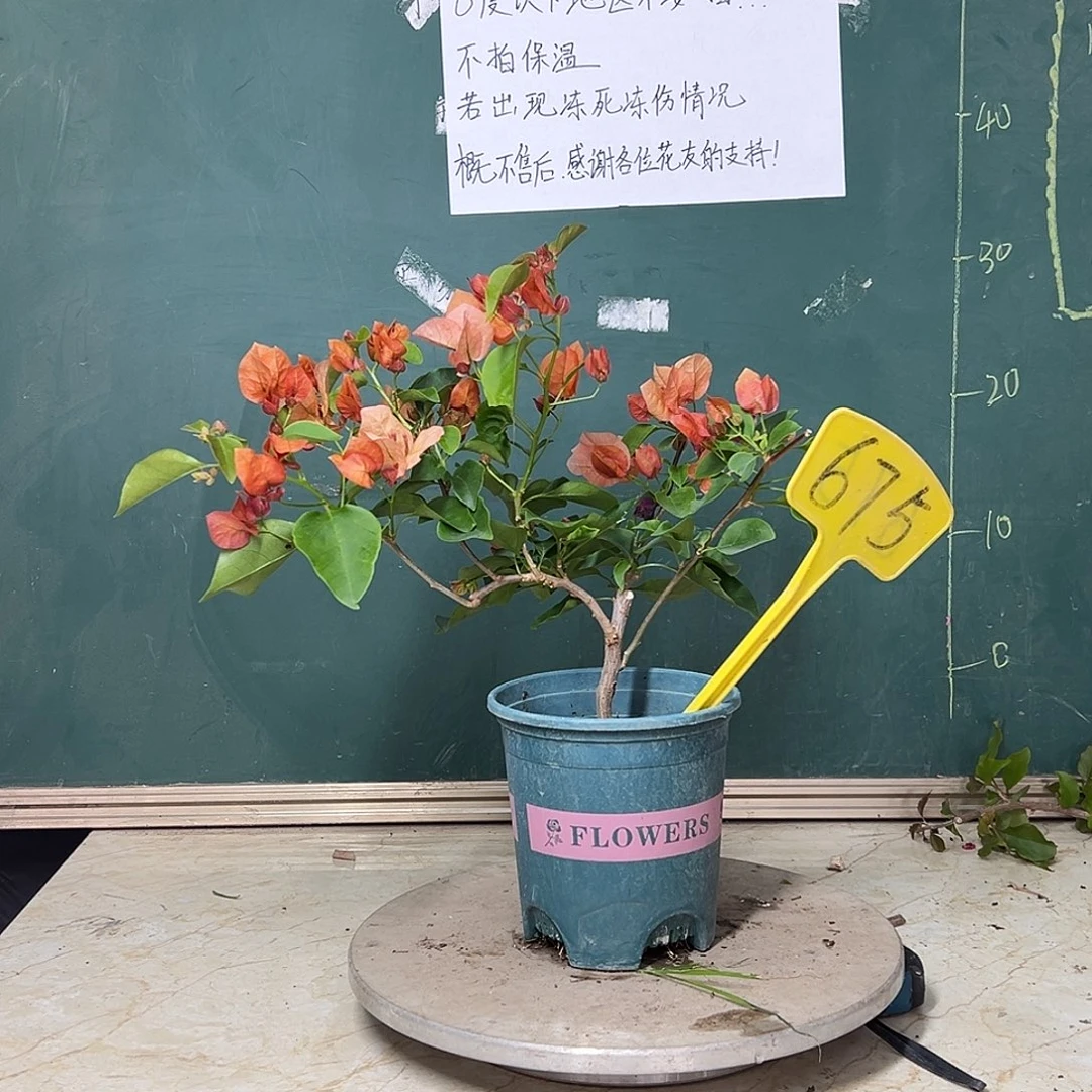 完全开放 不甜西瓜 675