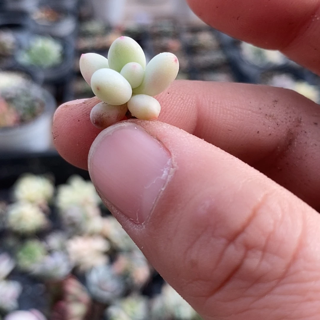 164三日月美人锦多肉植物