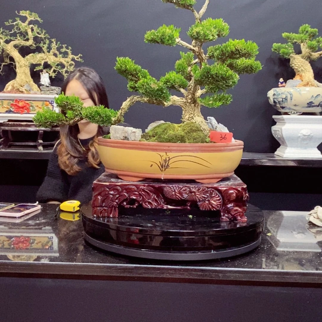 无花朵黄杨盆景园林