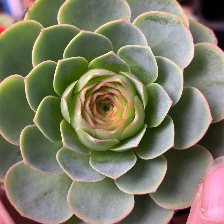 一物一拍追光者210