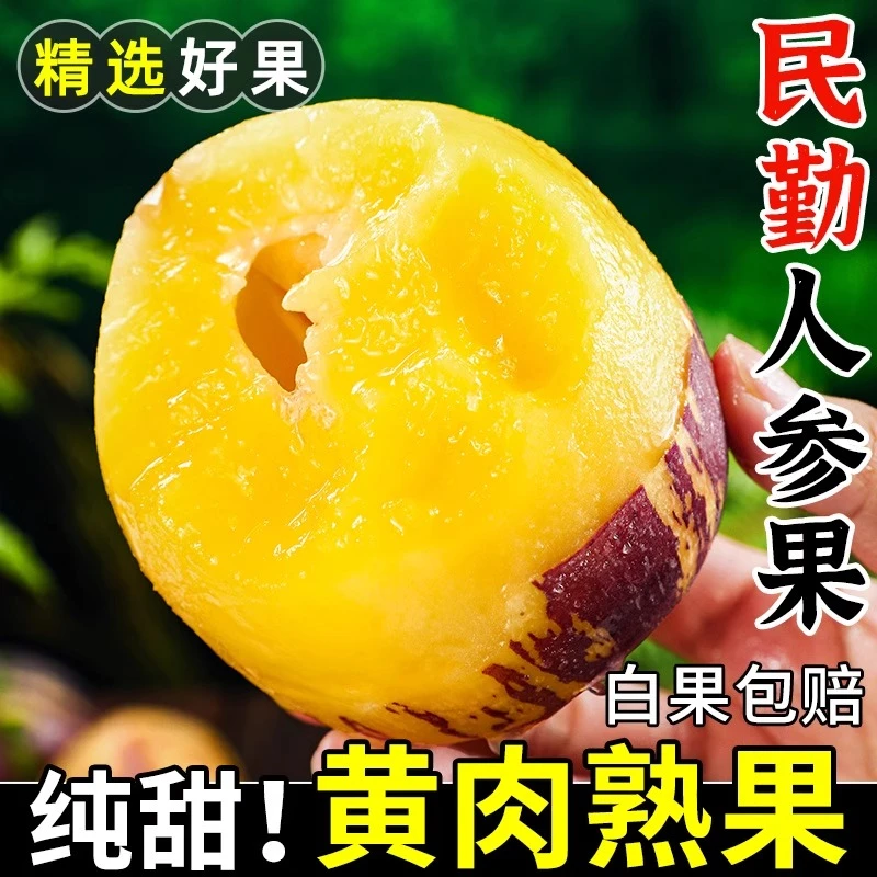 【正宗】甘肃民勤新鲜采摘人参果现摘现发黄皮黄肉人参果