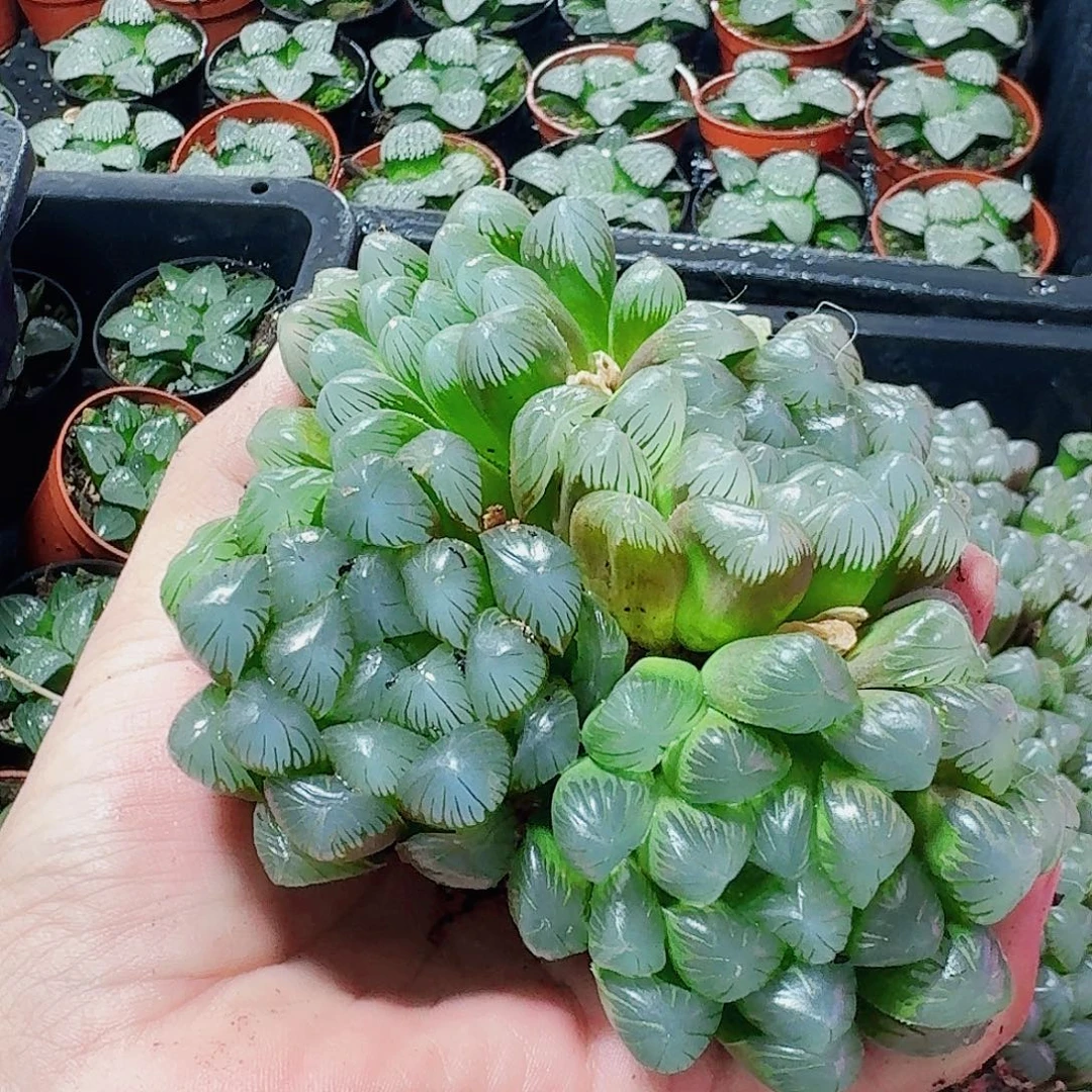 略****十二卷 实生冰灯福利