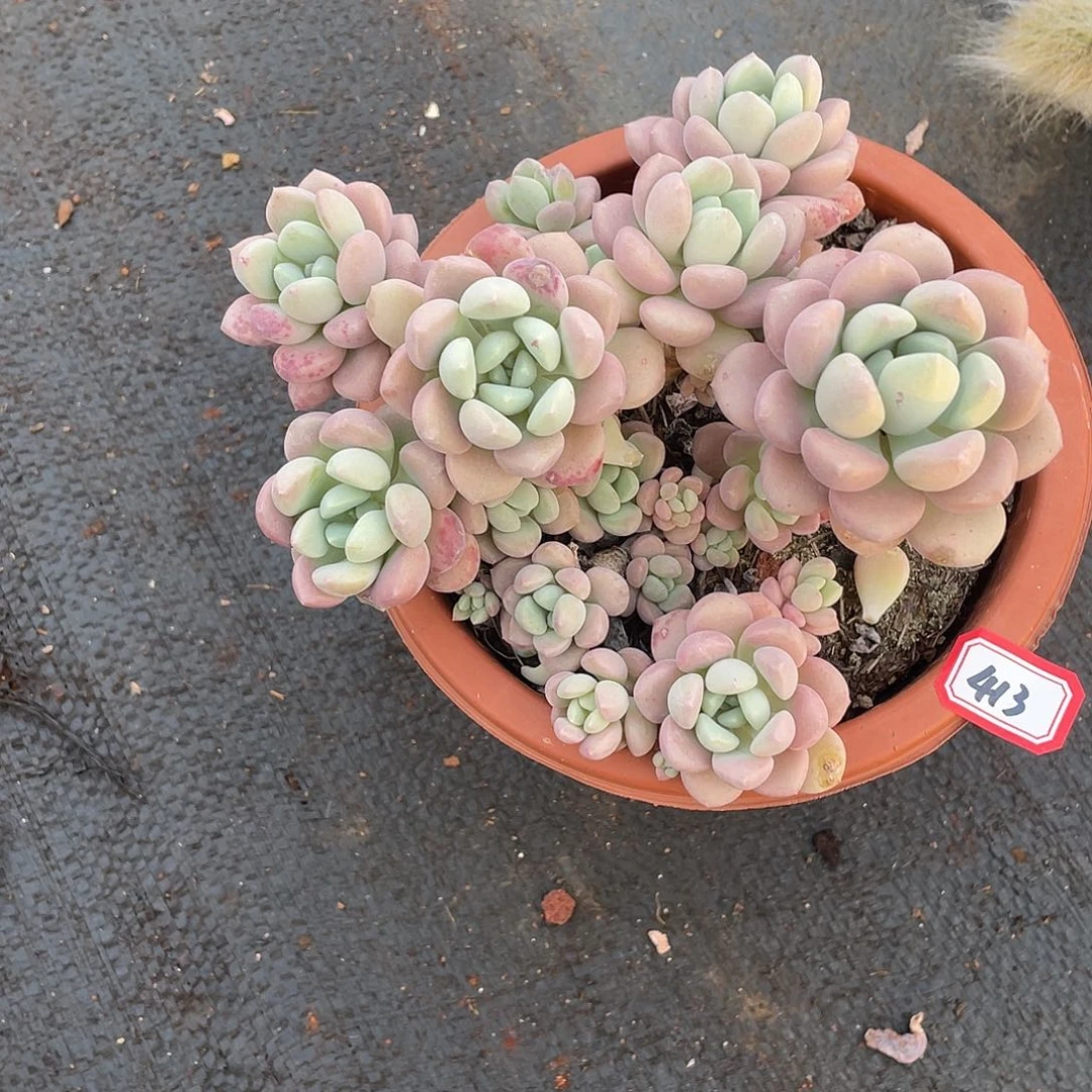 413花瓣鹿 一物一拍多肉