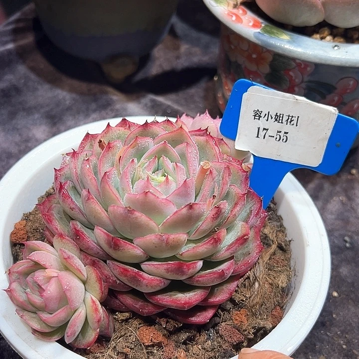 17.55粉樱桃一个带盆