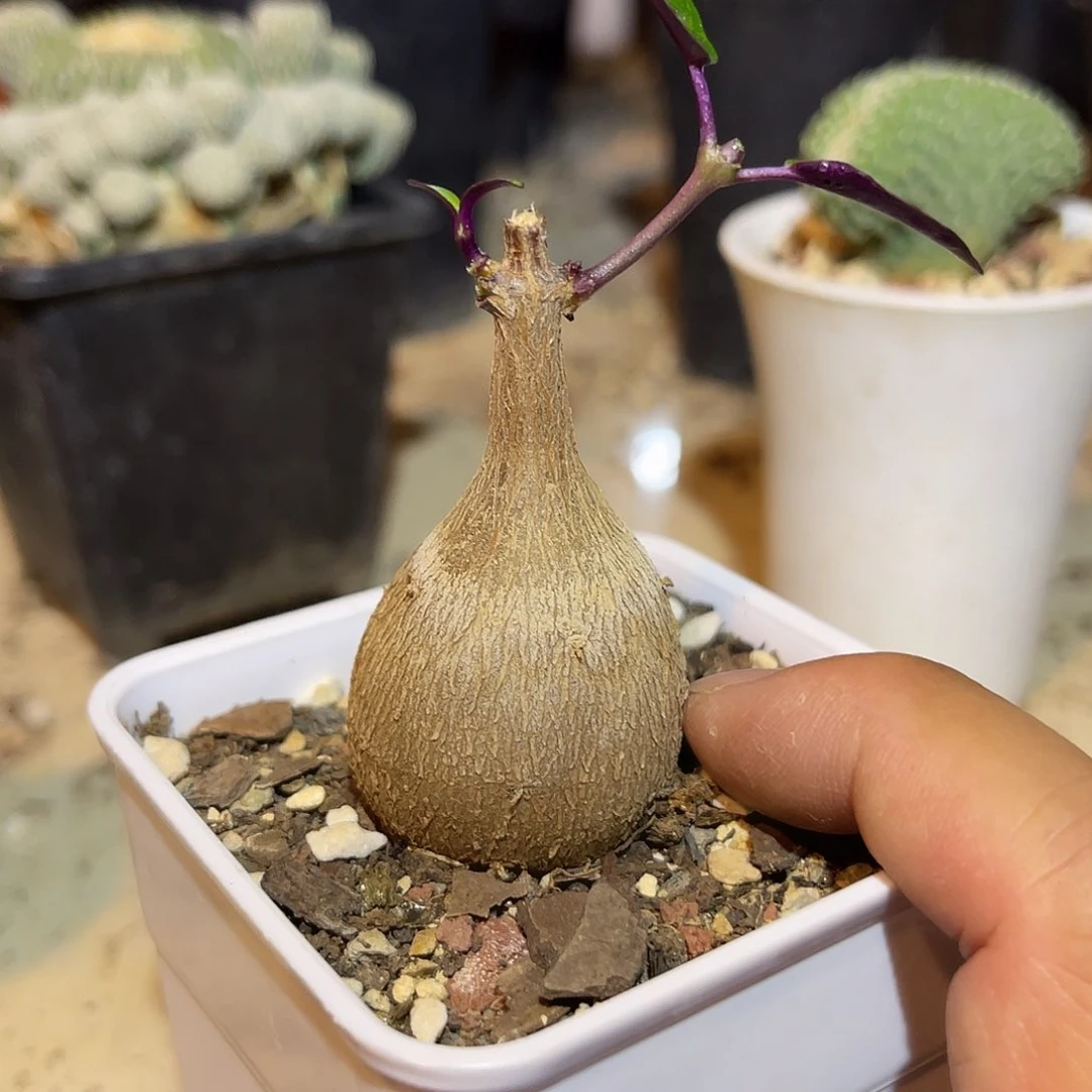 实生紫背萝藦一物一拍
