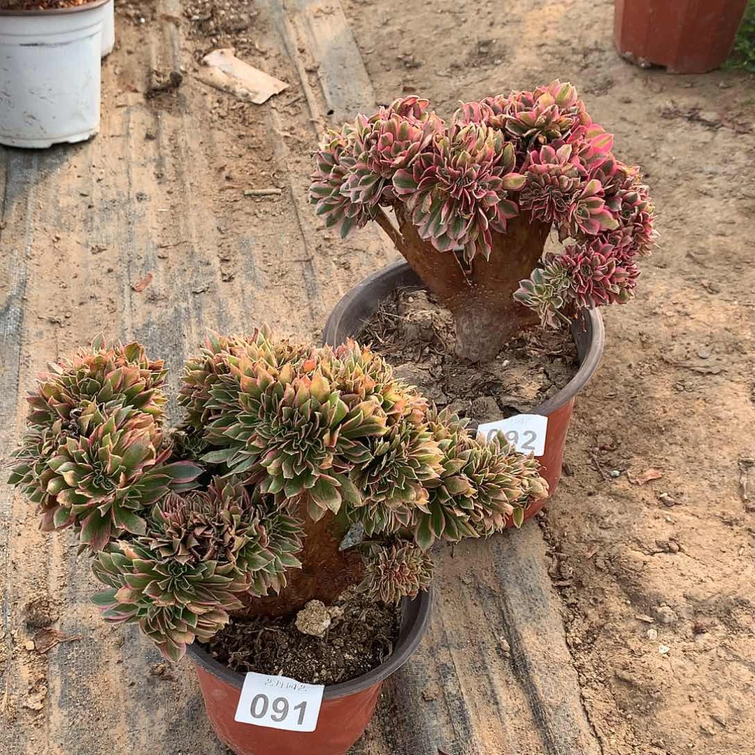 红陶091092女巫女神