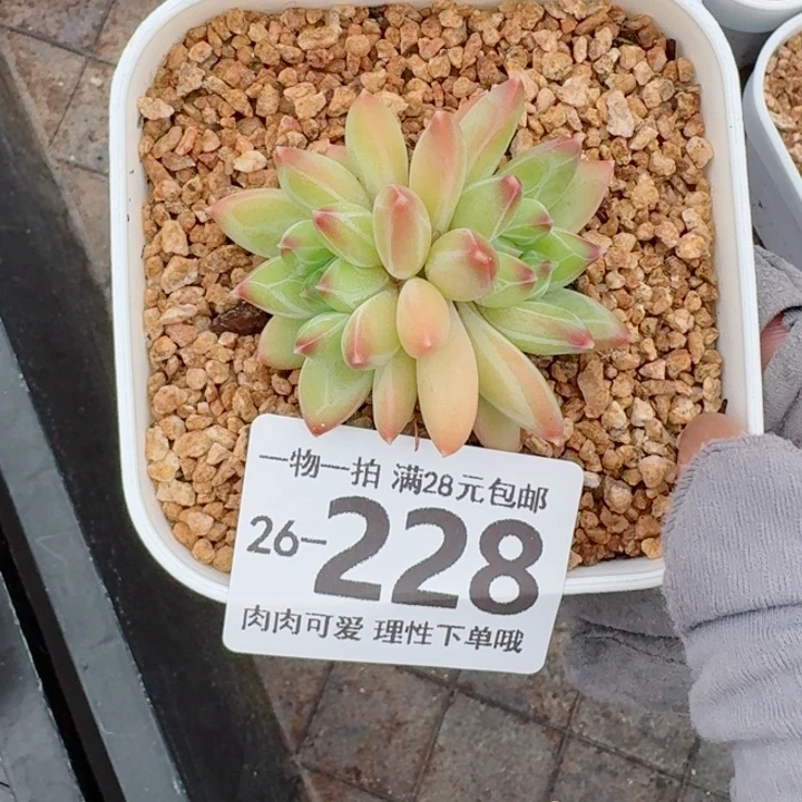 胖体青花瓷无盆土发货多