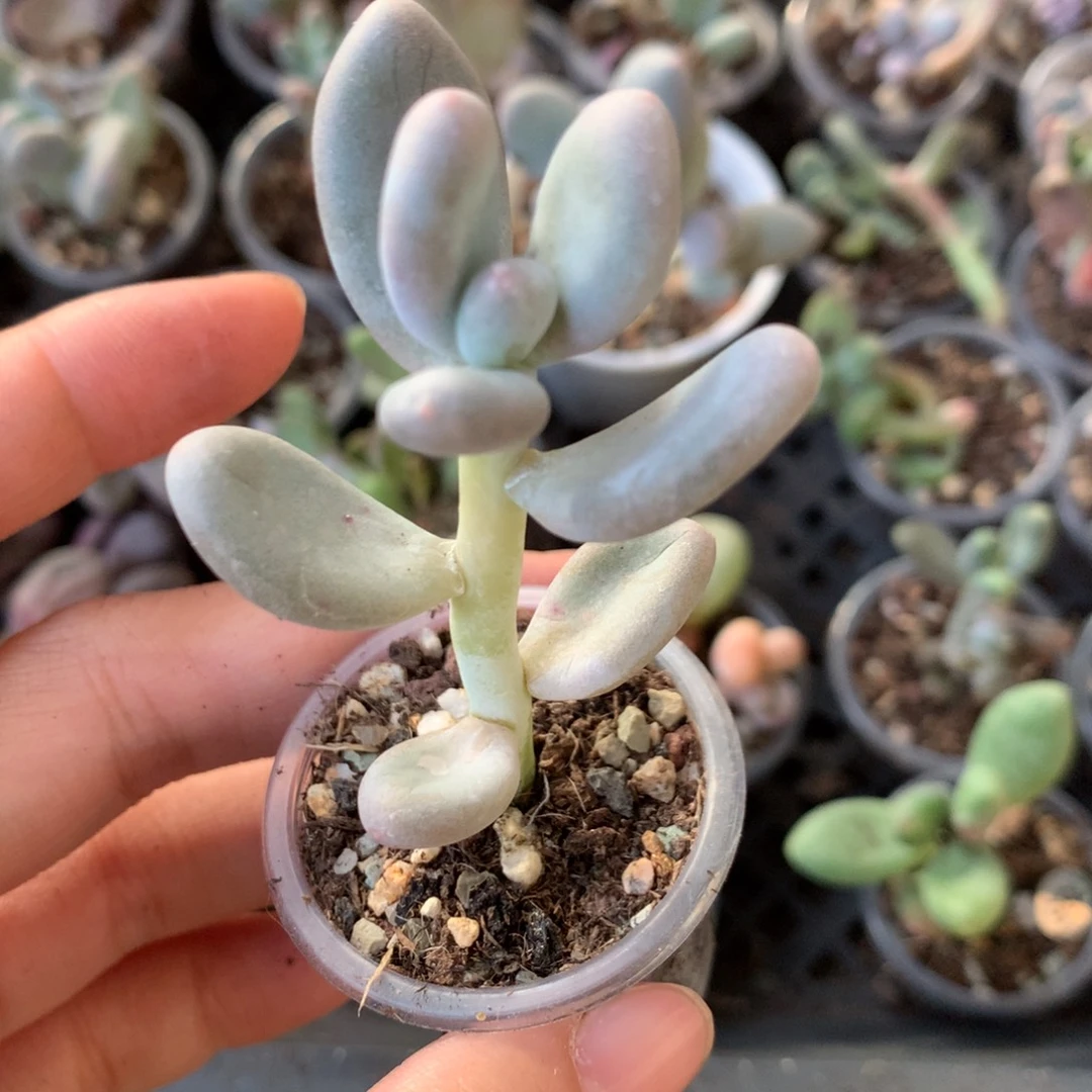 额A9嗯high大叶奶