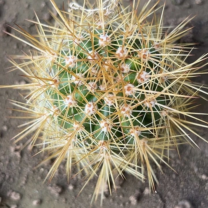 仙人球苹果根。苹果