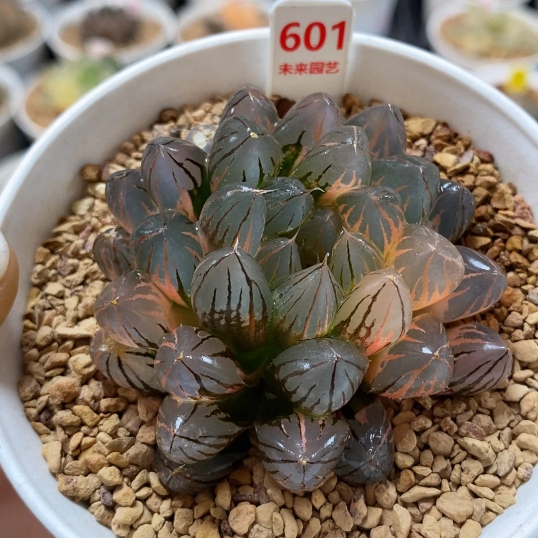 601极上斑霓虹灯玉露锦