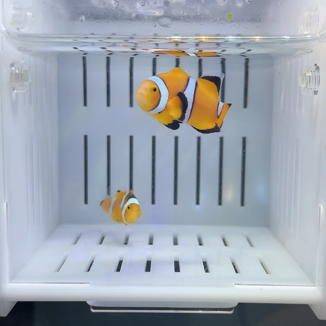 海水鱼黑背心礼服