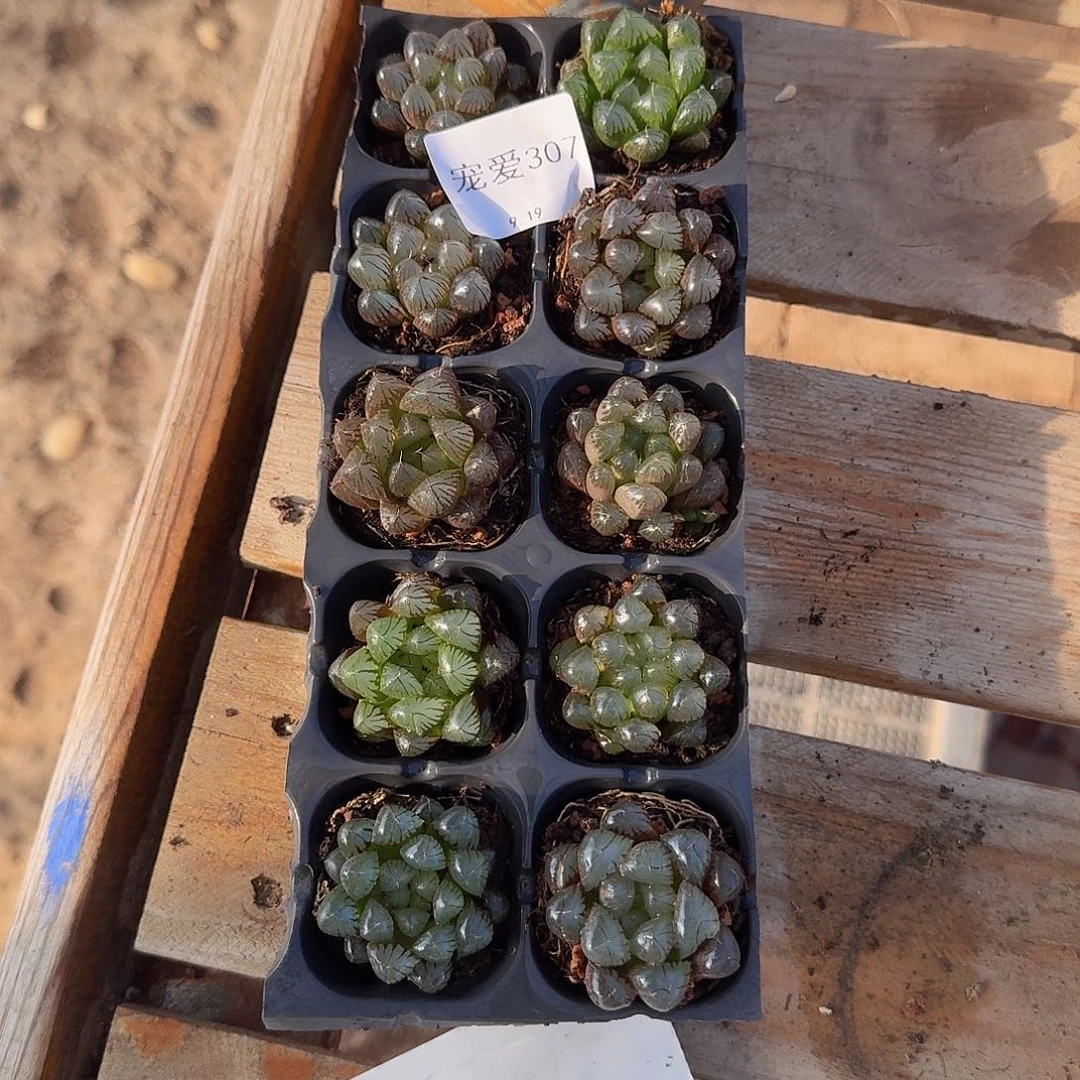 直播福利一物一拍307