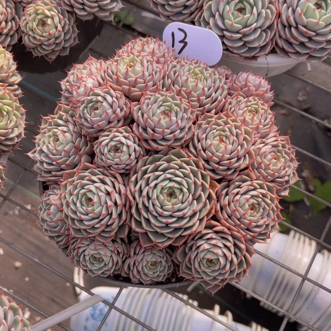 本吧18公分899888888999999