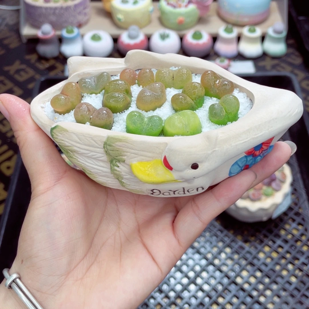 w5338 带盆土发货一物一拍