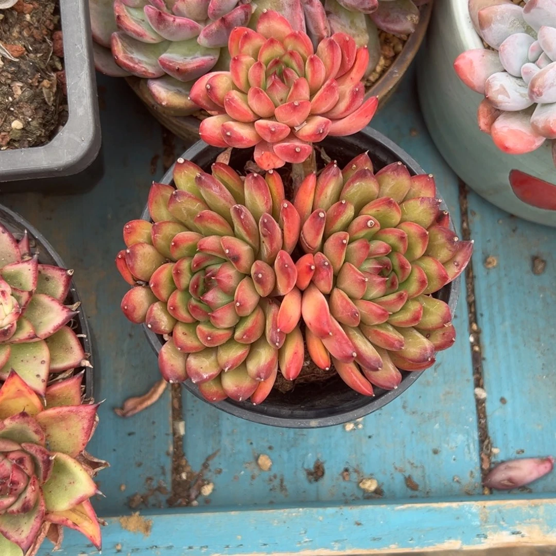 精品多肉植物老桩