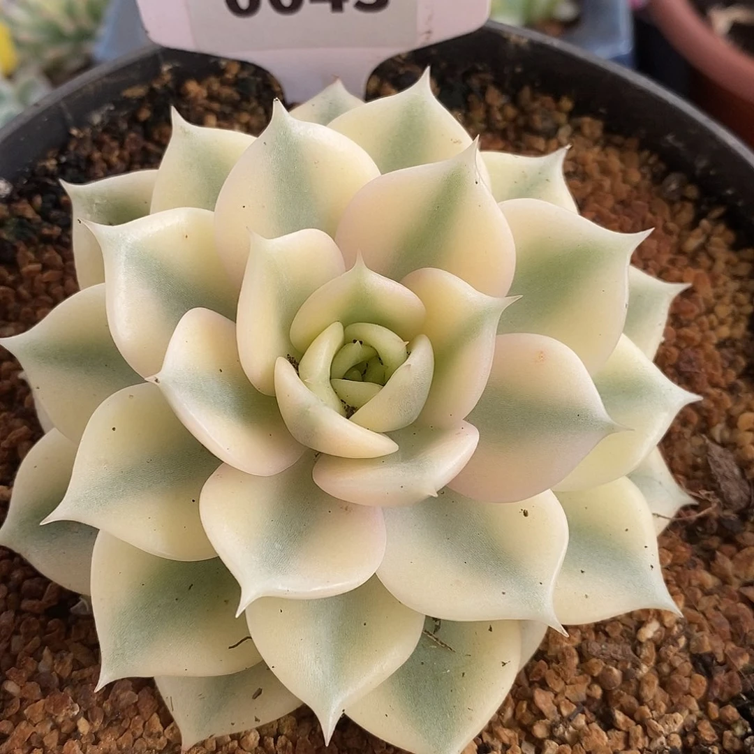 043贝加尔湖哈哈哈哈哈