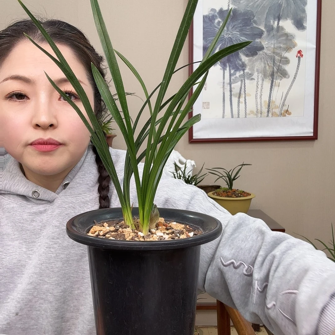 宠***咖完全开放绿云带花苞