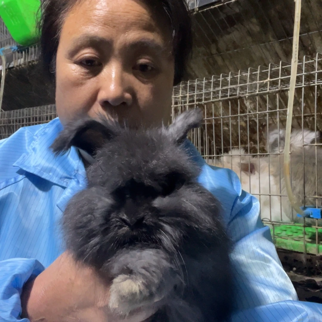 双血统英系安拉兔子