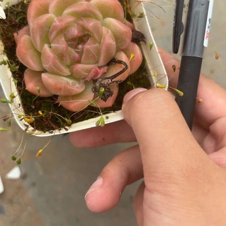 闪吼482呀呀呀啊呀呀呀啊呀呀呀呀