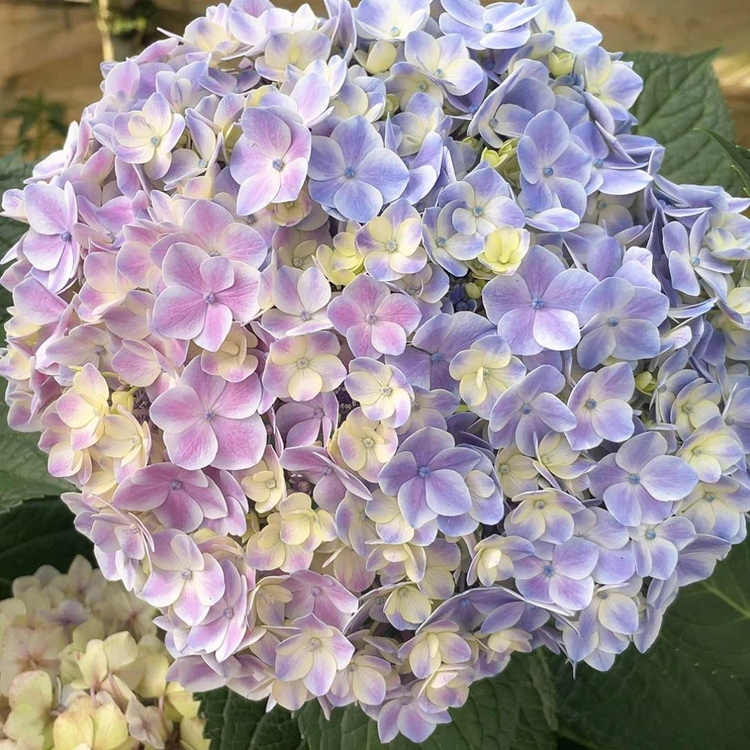 绣球切花一物一拍3支包邮，180