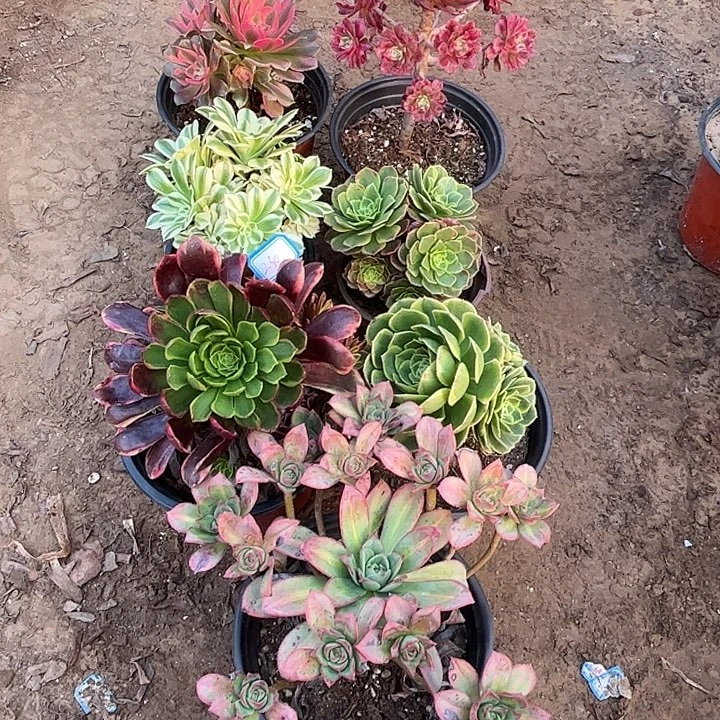 230多肉植物瑕疵特价，