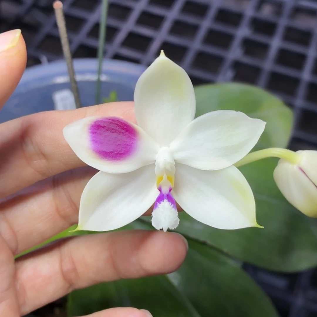 当前无花栽培后可以开花A940飞鹰c1交蓝珍妮八寸