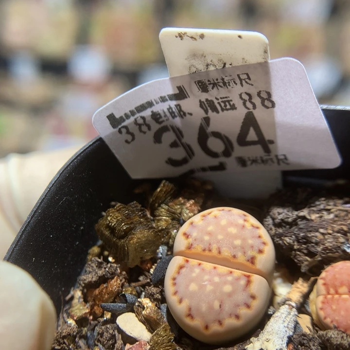 zzz好喜欢这个啊364