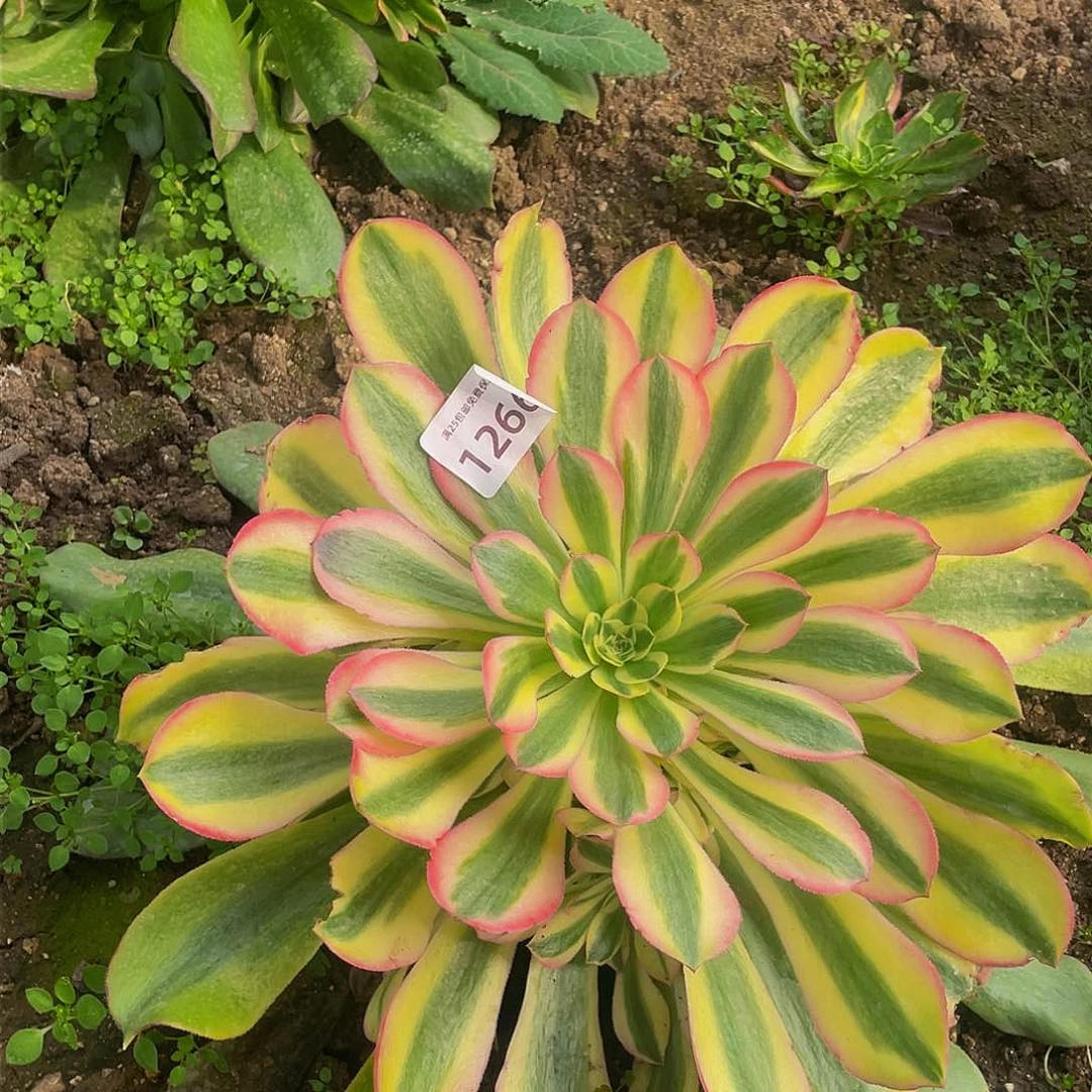1266香妃多肉植物