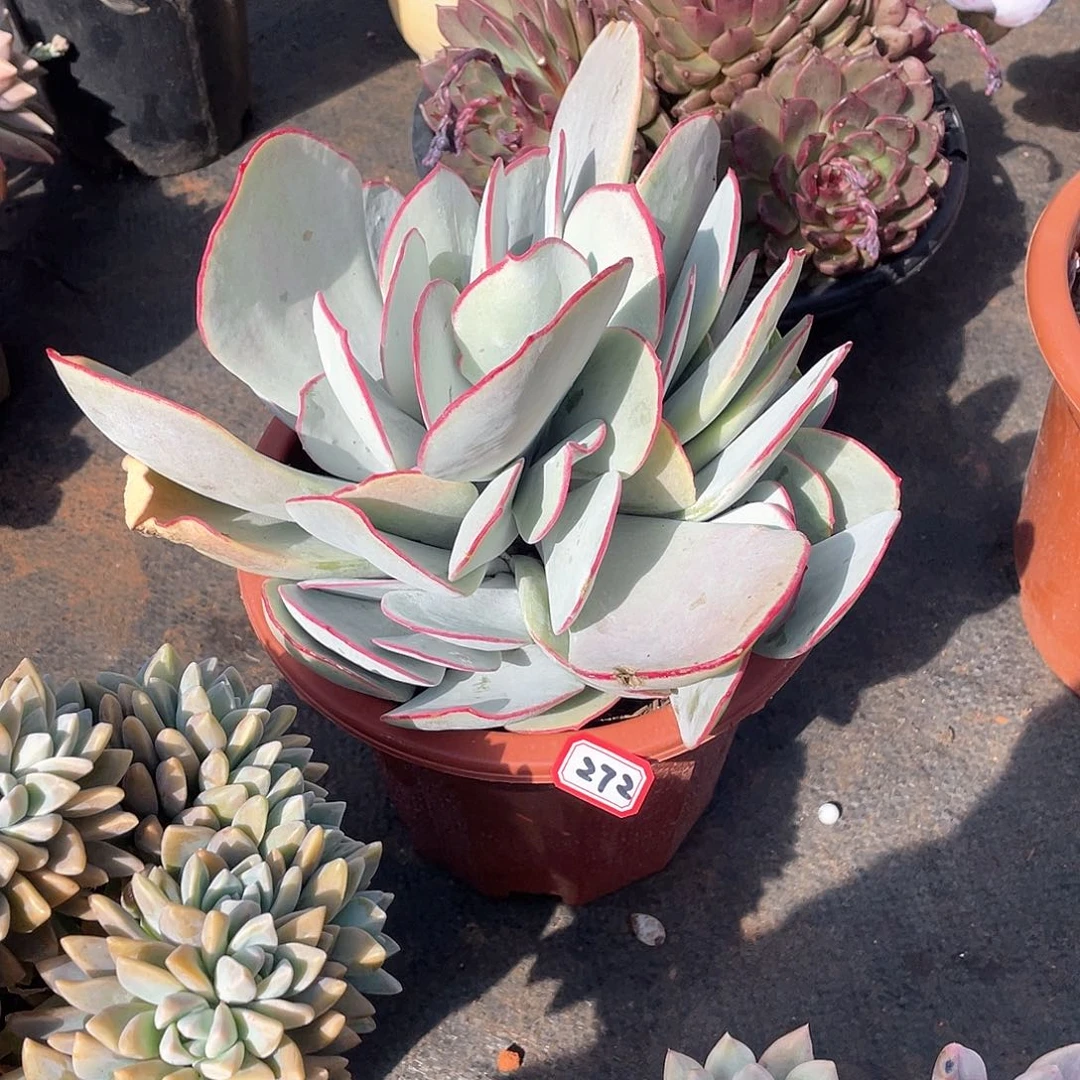 272白梅 一物一拍多肉